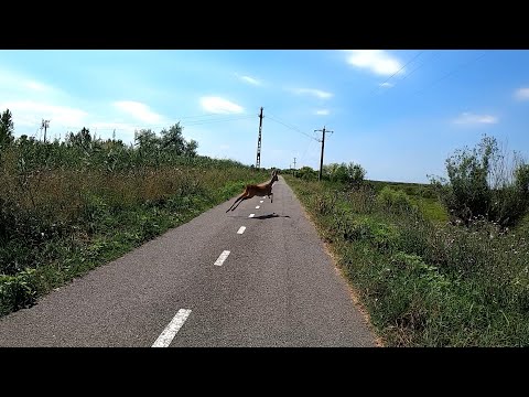 Pista biciclete Timisoara Serbia 31 iunie 2020 fasia de protectie GoPro Hero 8 Black HyperSmooth 2.0