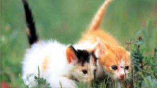 Eleventyseven - Fight To Save Your Life