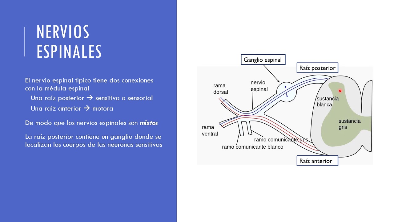 Nervios espinales y Plexos nerviosos