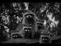raccoon meme song looped ( Tuais - OldJeans)