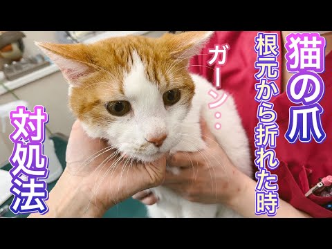 犬の爪が根元から折れてしまったのですが、どうすればいいですか?