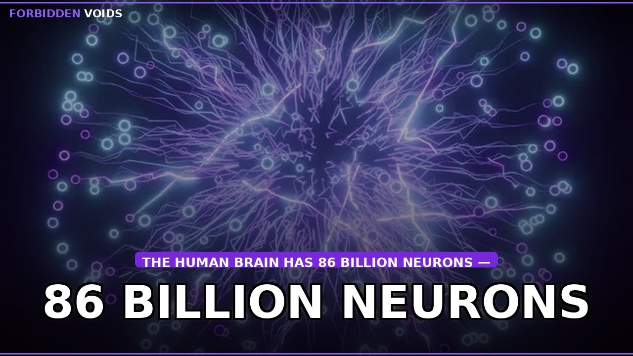 86 Billion Neurons