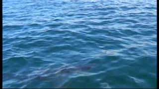 preview picture of video 'Johan & Natalie Seekles White shark cage diving mossel bay south africa'