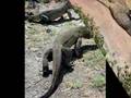 KOMODO DRAGON