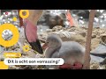 Superveel flamingo's uit het ei gekropen in Limburgse dierentuin