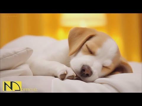 20 HOURS of Deep Sleep Dog Calming Music🐶🎵Anti Separation Anxiety Relief🐶🎵Dog Music 💖🎵 NadanMusic
