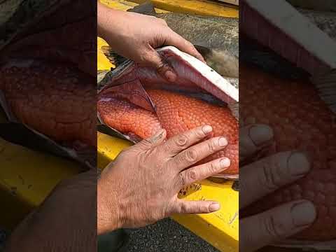 KING SALMON EGGS!! PERFECT BAIT! #fishing #king #shorts #salmoneggs #roe