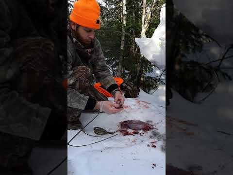 How to clean a rabbit
