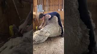 Obese &amp; Overgrown