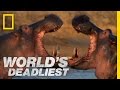 Hippo Vs Hippo World S Deadliest