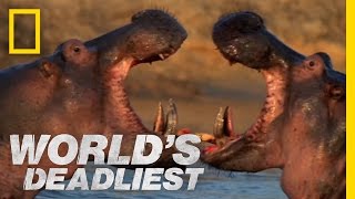 Hippo vs. Hippo | World&#39;s Deadliest