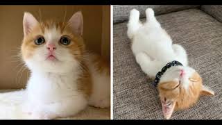 TOP 3 SMALLEST CAT BREED 2020  ||  TOP3TV  ||  DWARF CAT EDITION