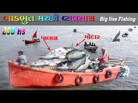 Ilish Hilsa Fish Live Fishing in Bhadbhut,Gujarat Only 200Rs | Fish Market | Palva | Modar #seefood