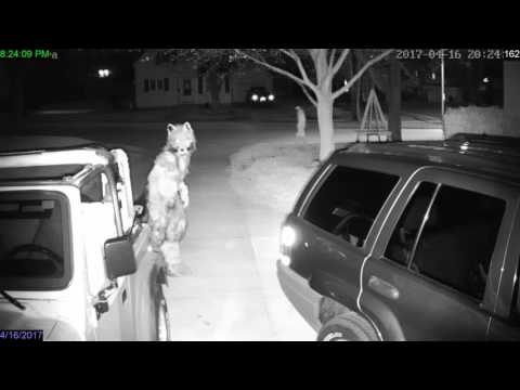 Suburban Werewolf Terrifies Local Pedestrian