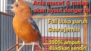 Download lagu Pancingan anis merah ngeriwik halus, ngeriwik kasar, & ngeplong untuk anis macet & malas bunyi mp3 Download lagu Pancingan anis merah ngeriwik halus, ngeriwik kasar, & ngeplong untuk anis macet & malas bunyi mp3