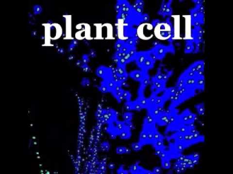 plant cell - marguerite