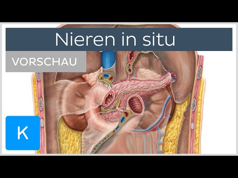 Nieren in situ (Vorschau) - Anatomie des Menschen | Kenhub
