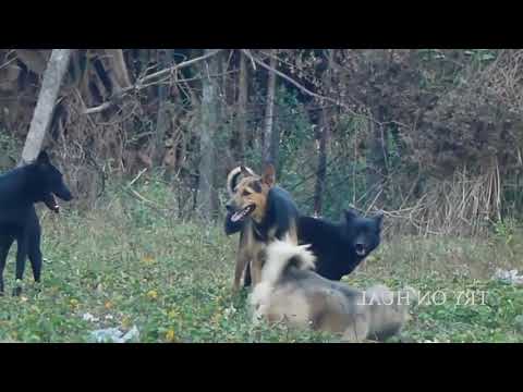 Dog Fun with Beautiful Girl on the bed, How does she do with this clever dog ▶11:43