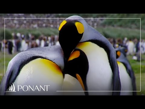 Sailing in polar waters with Olivier de Kersauson | PONANT