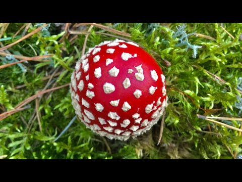 The Secret Properties of this Mushroom They don’t Want You to Know