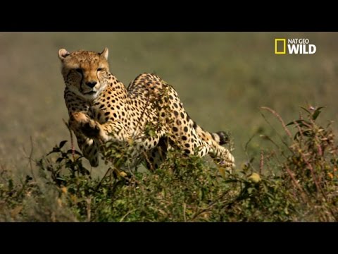 La première chasse du guépard
