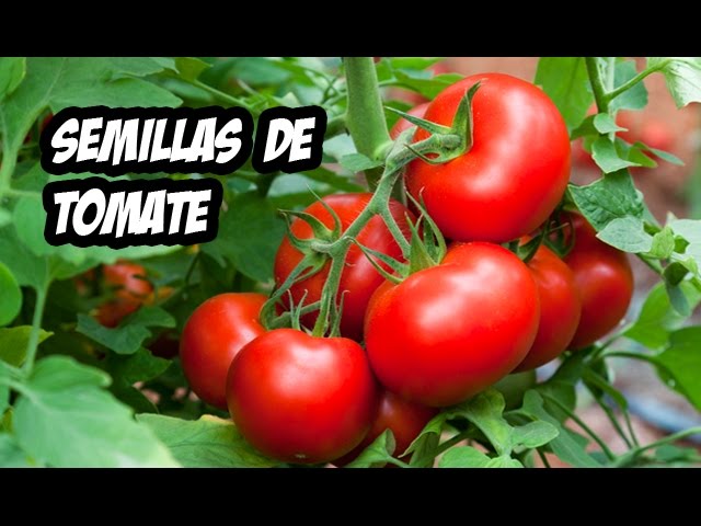 Cómo Obtener Semillas de Tomate: Una Guía Completa