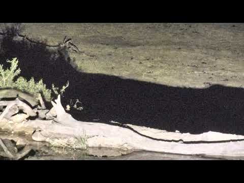 Djuma: Two Hyenas messing around - 18:57 - 10/05/18