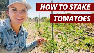 2 Best Methods for Staking Tomato Plants
