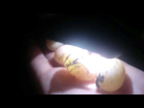 How to tell if your turtle eggs will hatch?