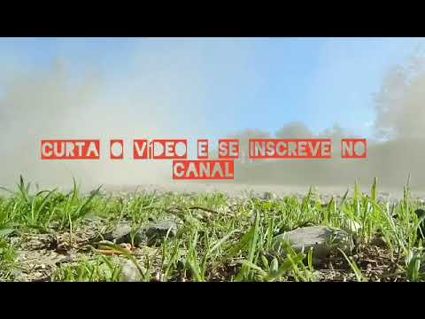 Petter Ferraz e menor nico-amor ou o litrão