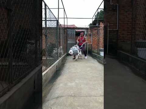 Dogo Argentino vs lion fight 🦁