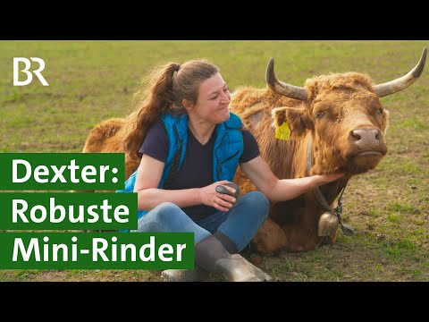 Dexter Mini-Rinder: Darum liegt diese Rinderrasse voll im Trend | Unser Land | BR