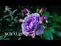 Violet roses, Lavender ice and Novalis, very special and unique color.