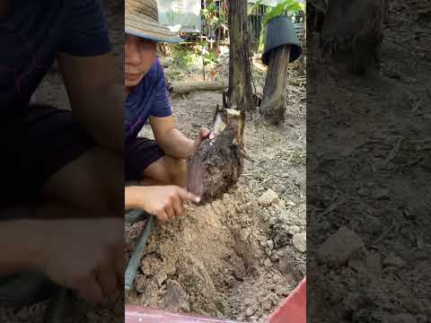 วิธีปลูกกล้วยหอมทองง่ายๆ#กล้วยหอมทอง#ปลูกกล้วยหอมทอง#กล้วย #banana#ขยายพันธุ์