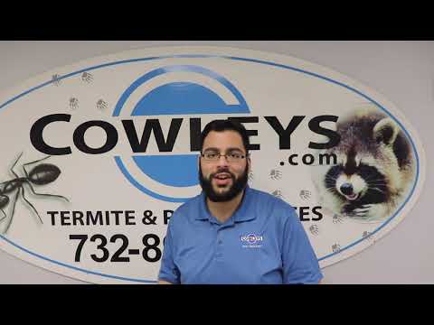 Tip of the Week: How to Keeps Ants Out of Your Home