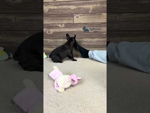 Video 1