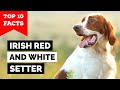 Irish Red And White Setter - Top 10 Facts