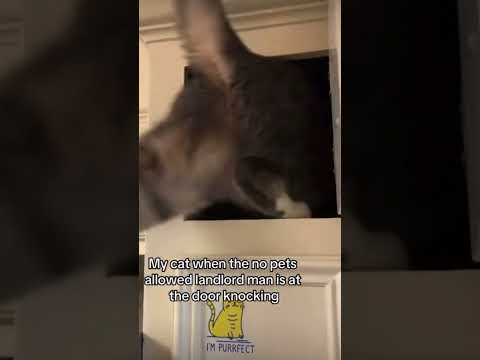 When the landlord comes, your kitty’s gotta run!