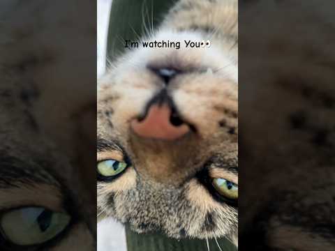 Terry ❤️ #cat #terry #thecatterry #catlife #kitten #georgia #batumi #kitty