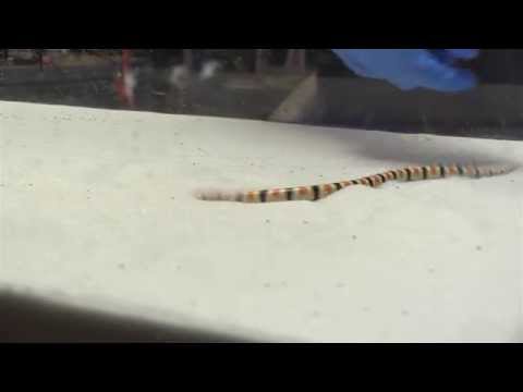 Studying the locomotion of sand-swimming snakes