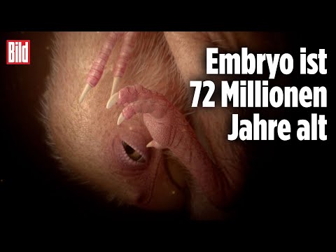 China: Dinosaurier-Baby wurde in einem fossilen Ei entdeckt