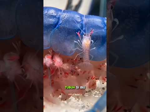 Pria Ini Dibuat Heran Induk Lobster Biru Tapi Bayinya Merah #shorts