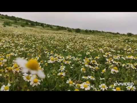 Xakestari (gri) şiiri (Türkçe)