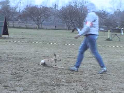 Süti kezdő obedience vizsga - Csepel, 2015. 11. 22.
