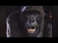 1998 Disney S Mighty Joe Young Commercial