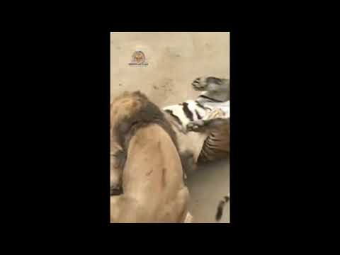 Lion vs Tiger: Tigress vs Two Male Lions