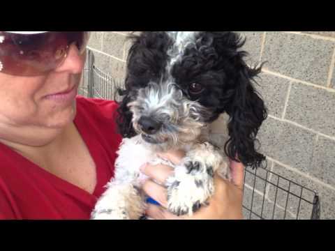 Morti, an adopted Poodle in Grover Beach, CA_image-1