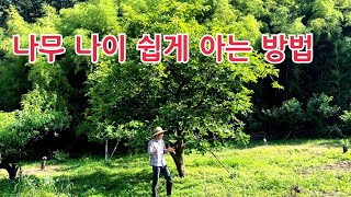 이 단감나무 나이가 몇살 일까요? 나무 나이 쉽게 알아보는 방법