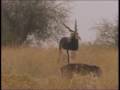 The Dance Of Blackbuck Antilope Cervicapra ריקוד החיזור של האנטילופה ההוד�