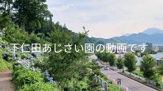 下仁田あじさい園